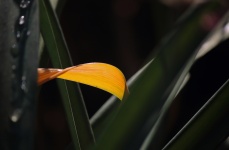 Bent Yellow Coloured Leaf