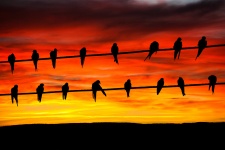 Birds On Wire Sunset