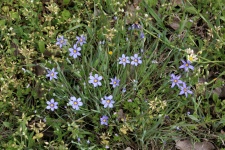 Blue-eyed Grass Wildflowers