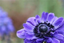 Blue Poppy Anemone Macro