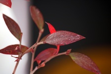 Blueberry Bush Leaves On A Plant