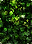 Bokeh Green Lights Background