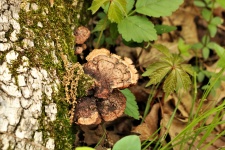 Brown Bracket Fungi And Moss