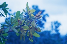 Browning Leaves On Leaf Cluster