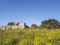 Byzantine Ruins In Israel In Spring