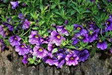 Cascading Purple Petunias