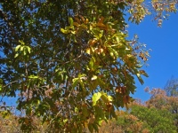 Changing Leaves On A Tree