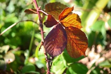 Changing Russet Leaves Of A Bramble