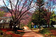 Cherry Blossoms Sakura Thailand