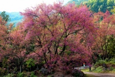Cherry Blossoms Sakura Thailand