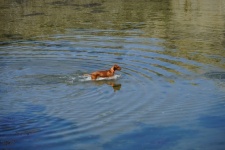 Dog Entering The Water