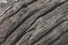 Close Up Of Dead Tree Trunk