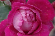 Close-up Of Deep Pink Rose