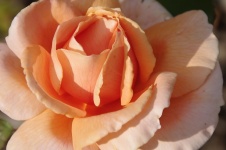 Close-up Of Orange Rose