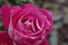 Close-up Of Pink Wrinkled Rose