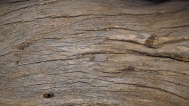 Close Up Of Trunk Of Dead Tree