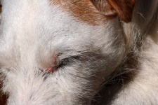 Close View Of Parsons Jack Russell