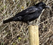 Crow On A Fence Post