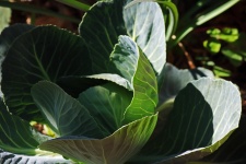 Cupping Outer Leaves Of A Cabbage