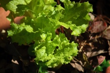 Curly Leaf Lettuce Plant In A Pot