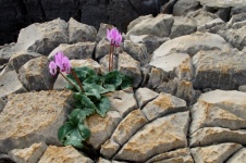 Cyclamen Flowers Against Rocks