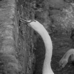 Long Neck Swan