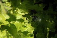 Dandelion Seed Tuft On Lettuce