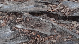 Decayed Tree On Forest Floor