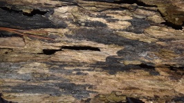 Decaying Log On Forest Floor