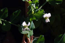 Delicate White Green Pea Flowers