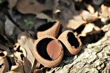Devil's Urn Fungi Close-up