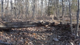 Fallen Tree Over Dry Stream Bed