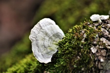 False Turkey Tail Fungi On Moss