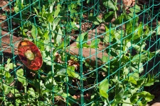 Fenced In Green Pea Patch