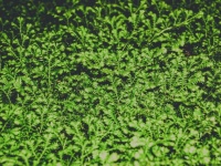 Fern Leaves Green Background