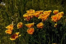 Field Of Golden Poppies