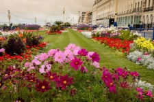 Flowerbed In Eastbourne