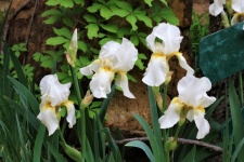 Four White Iris In Flower Garden