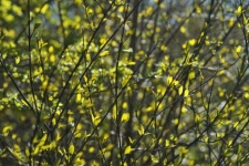 Spring Leaves Foliage Branches
