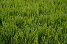 Grass Field Meadow Green