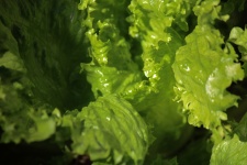 Green Curly Leaf Lettuce