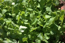 Green Leaves Of Radishes