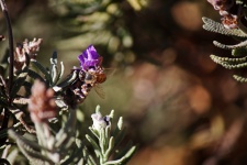 Honey Bee On Lavender Flower