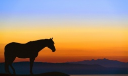 Horse Silhouette At Sunrise