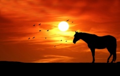 Horse Silhouette At Sunset