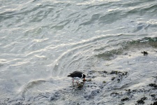 Oystercatcher, Black And White