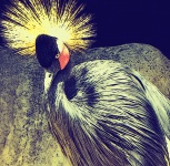 Gray-Crowned Crane