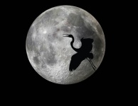 Heron Across The Moon