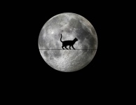 Full Moon And Black Cat