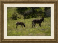 Jenny And Foal